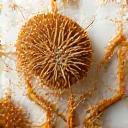 Dandelion Root macro