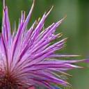 Milk Thistle macro